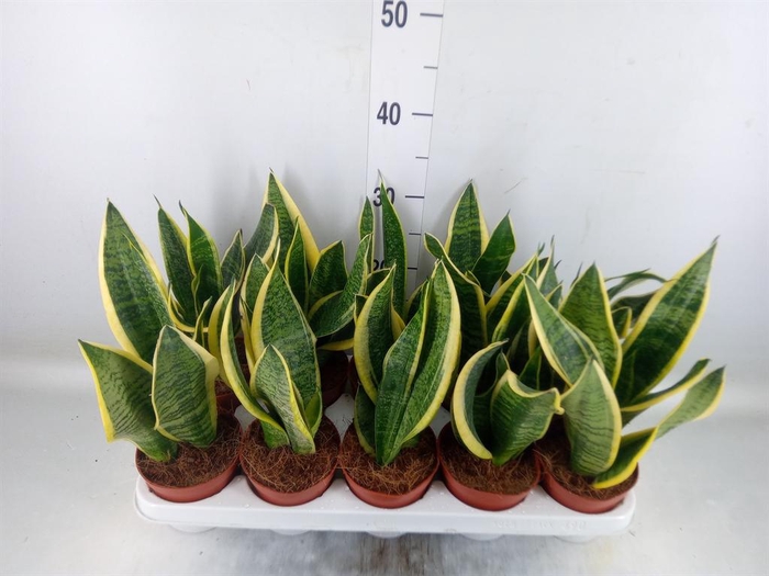 <h4>Sansevieria trifa. 'Futura Superba'</h4>