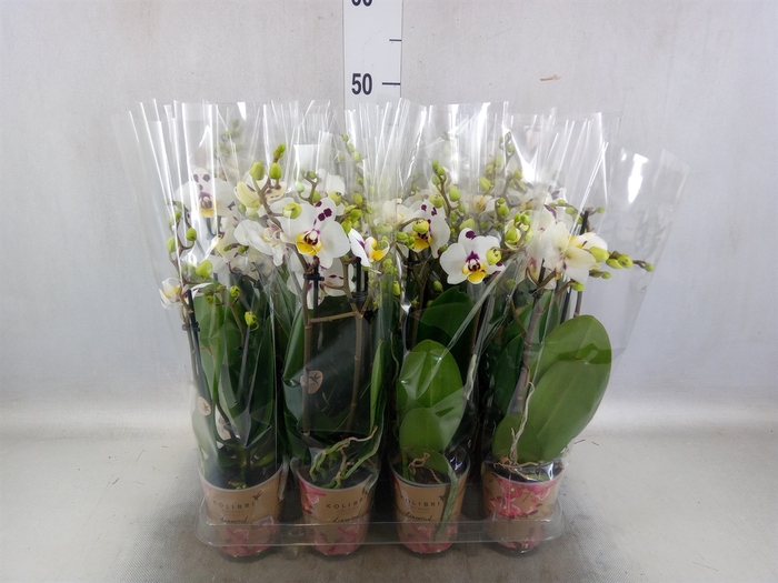 <h4>Phalaenopsis multi.   ...</h4>