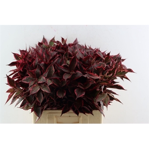 Weigelia Rood Opgetrokken