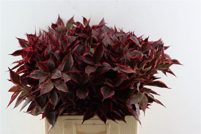 <h4>Weigelia Rood Opgetrokken</h4>