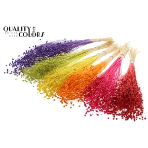 Lino Vlas per bunch in poly Intense Mixed Colours