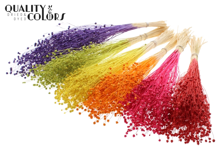 <h4>Lino Vlas per bunch in poly Intense Mixed Colours</h4>