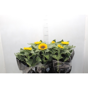 GIRASSOL MINI SUN BRIGHT P15