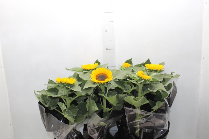 <h4>GIRASSOL MINI SUN BRIGHT P15</h4>