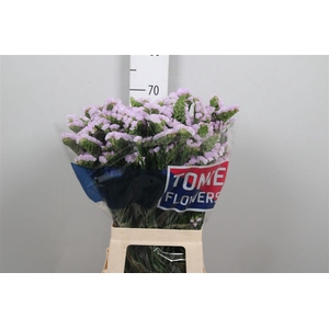 Lim S Tessa Lavender