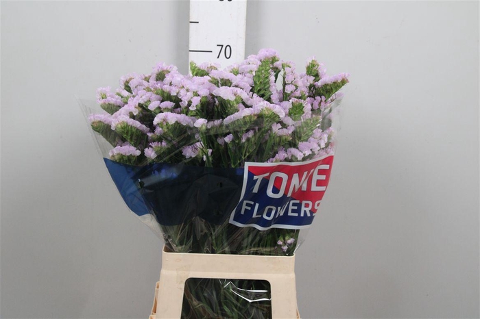 <h4>Lim S Tessa Lavender</h4>