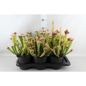 Sarracenia   ...