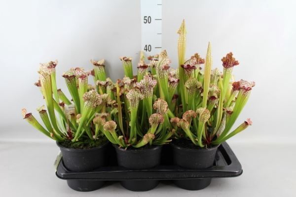 <h4>Sarracenia   ...</h4>