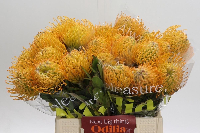 <h4>LEUCO JELENA</h4>