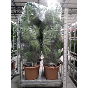 Monstera delic.