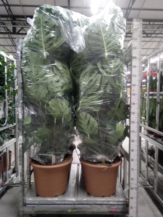 <h4>Monstera delic.</h4>