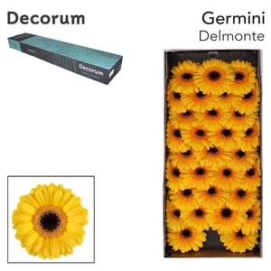 Germini Delmonte Doos