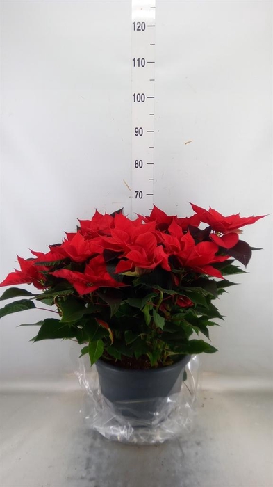 <h4>Euphorbia pulc. 'Bella Italia'</h4>