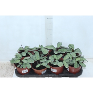 CALATHEA AMAGRIS P15