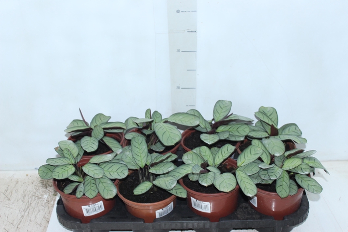 <h4>CALATHEA AMAGRIS P15</h4>