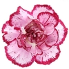 Dianthus St Bacarat