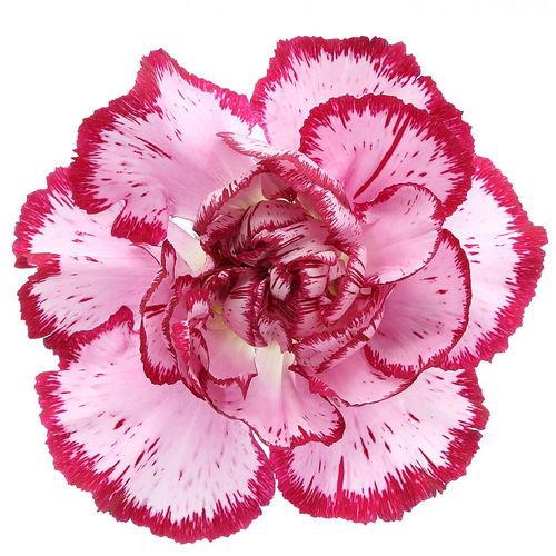Dianthus St Bacarat