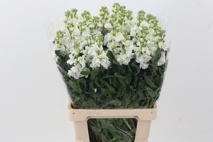 <h4>Matth Phantom White</h4>