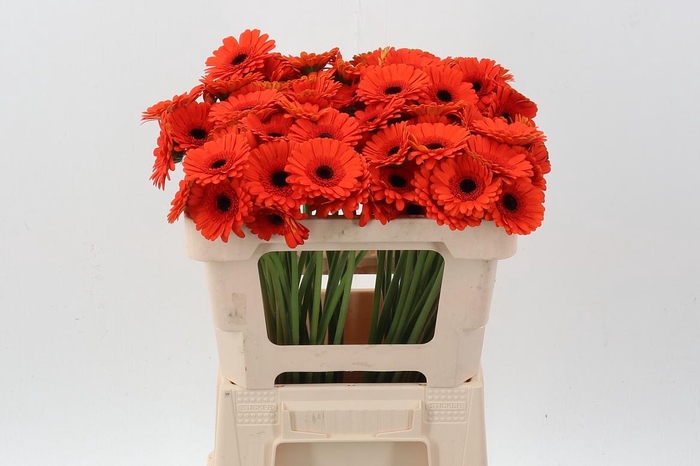 <h4>Ge Mi Caramba</h4>