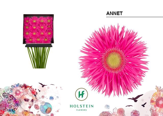 <h4>Gerbera Spider Annet Diamond per kaart</h4>