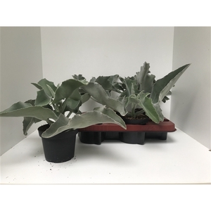 Kalanchoe Beharensis