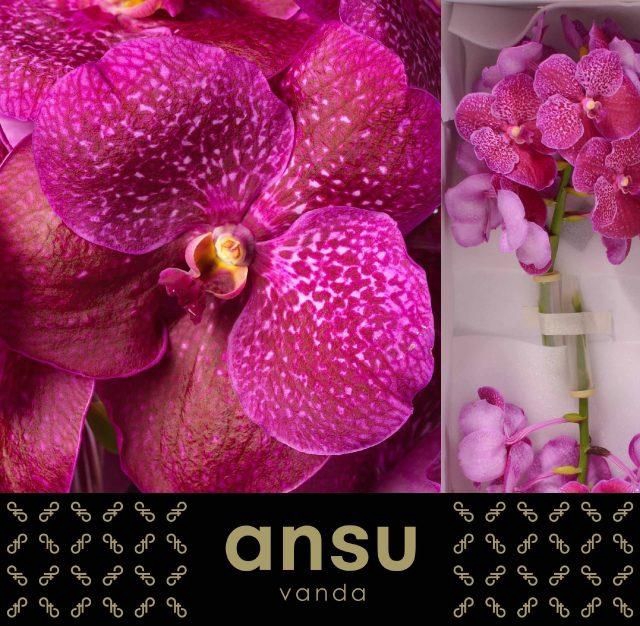 <h4>Vanda S Mag Fuchsia</h4>