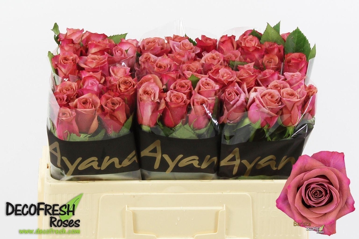 <h4>ROSA GR 'BARISTA'</h4>