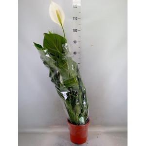 Spathiphyllum  'Sweet Lauretta'