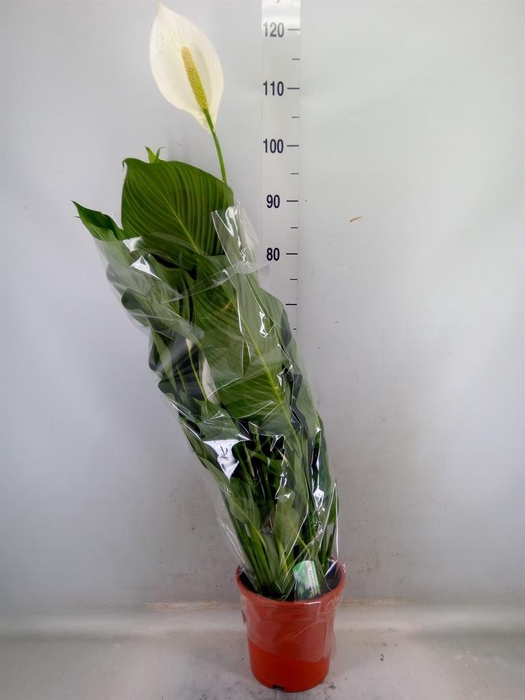 <h4>Spathiphyllum  'Sweet Lauretta'</h4>