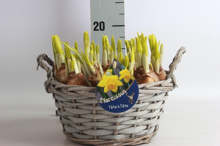 <h4>ARR NARCISSUS</h4>