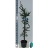 Cedrus L Glauca