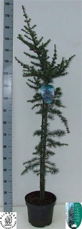 Cedrus L Glauca