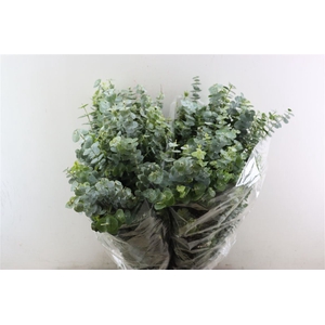Euca Baby Blue 200gr P Bunch
