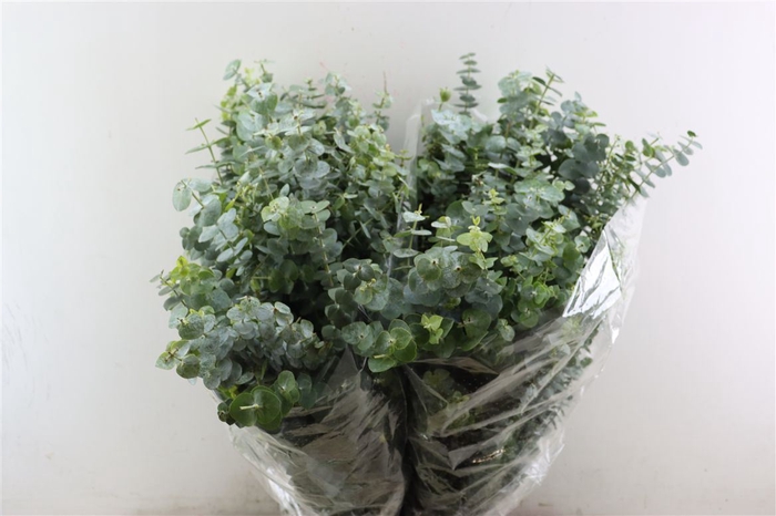 <h4>Euca Baby Blue 200gr P Bunch</h4>