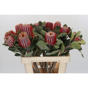 Banksia Coccinea