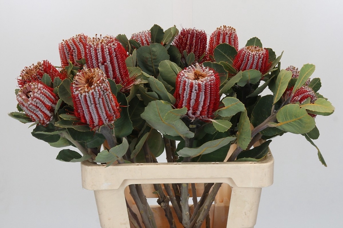 Banksia Coccinea