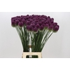 Allium Sphaerocephalon