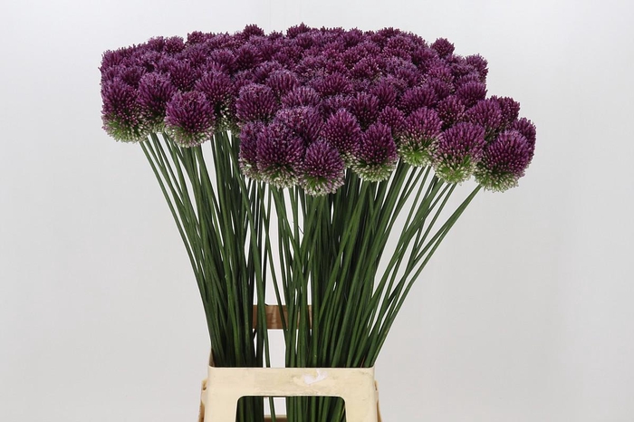 <h4>Allium Sphaerocephalon</h4>