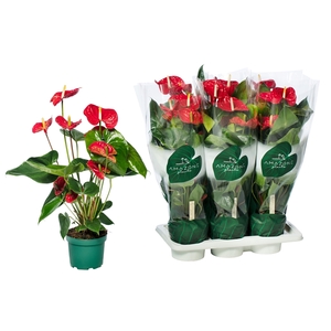 Anthurium Andreanum Grp Madural