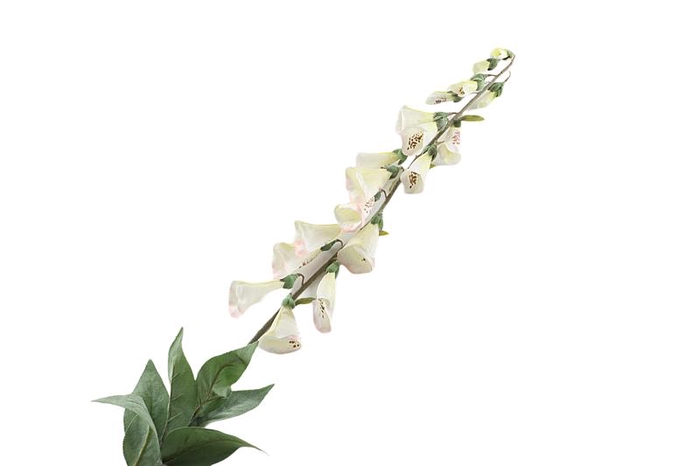 <h4>Digitalis White</h4>