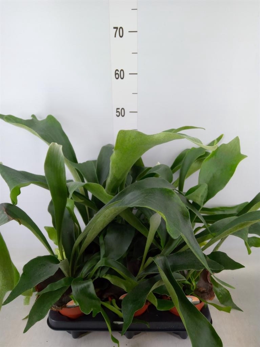 <h4>Platycerium bifurc.</h4>