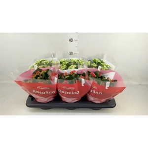 Kalanchoe blos. 'RosDon Collection'