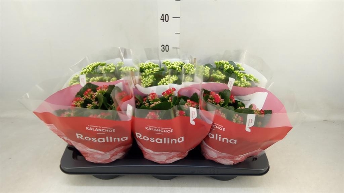 <h4>Kalanchoe blos. 'RosDon Collection'</h4>