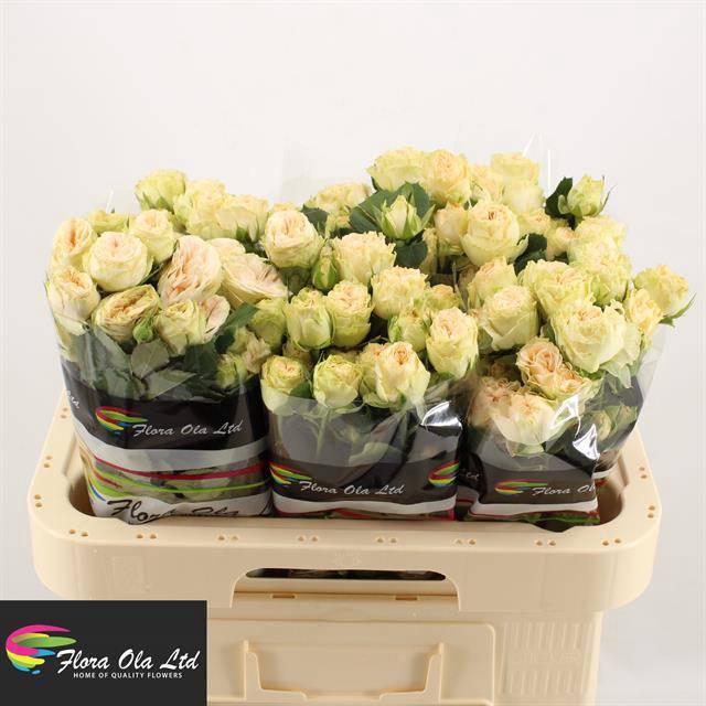 <h4>R Tr Summerrose Flora Ola</h4>