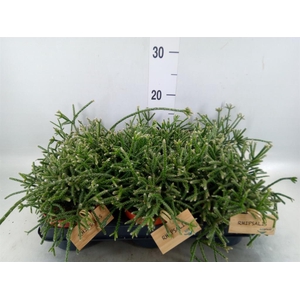 Rhipsalis pilocarpa