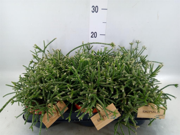 <h4>Rhipsalis pilocarpa</h4>