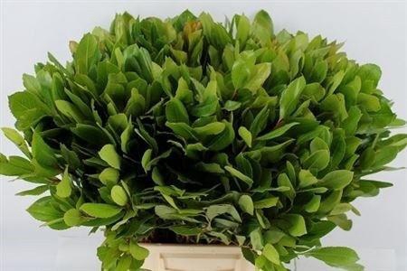 <h4>ARBUTUS UNEDO</h4>