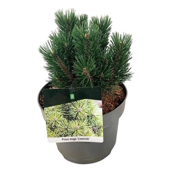 <h4>Pinus mugo 'Limerick'</h4>