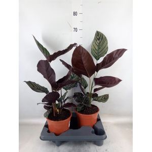 Calathea sanderiana