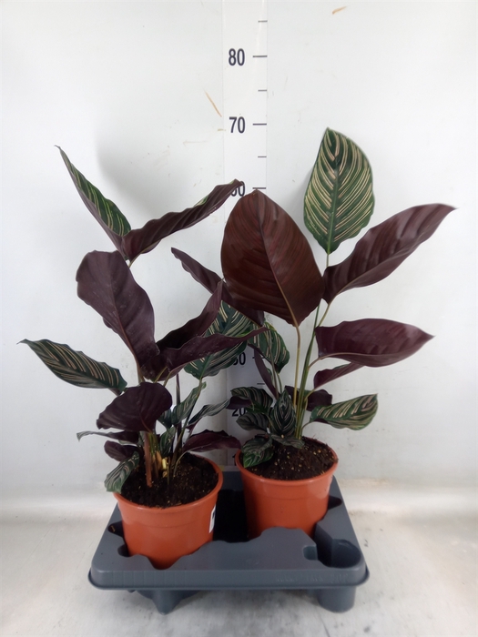 <h4>Calathea sanderiana</h4>